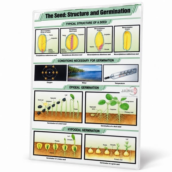 The Seed: Structure and Germination Chart